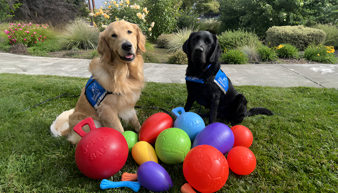 Enhance Playtime with Pet Toys